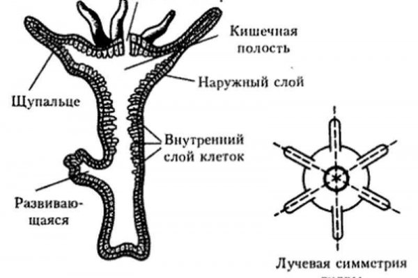 Блэкспрут ссылка blacksprut adress com